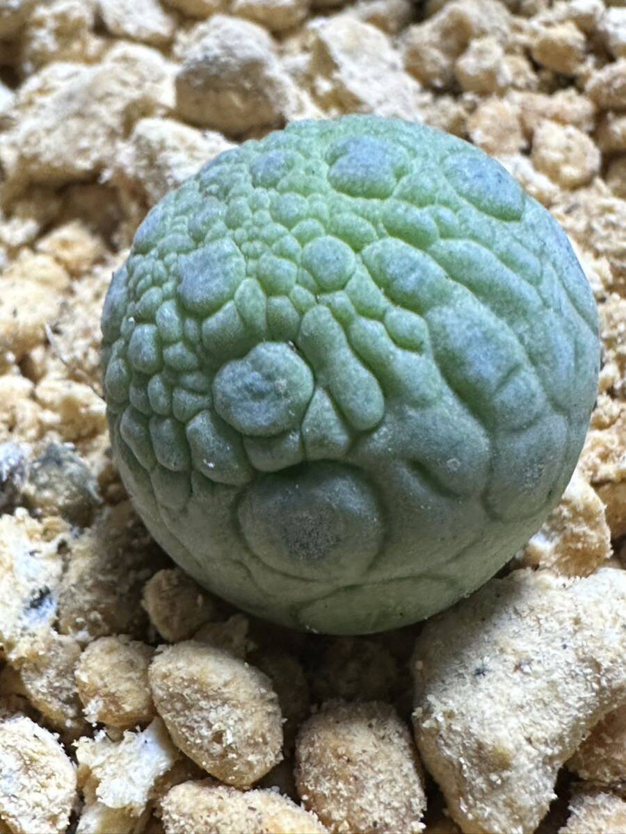 No.509 特選 プセウドリトス ミギウルティヌス Pseudolithos migiurtinus・ガガイモ 多肉植物の画像7