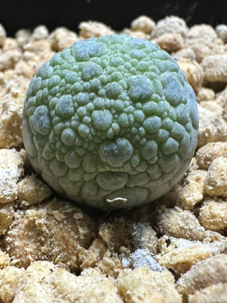 No.509 特選 プセウドリトス ミギウルティヌス Pseudolithos migiurtinus・ガガイモ 多肉植物の画像2