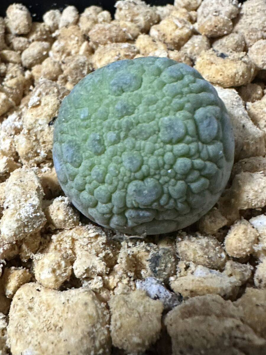 No.509 特選 プセウドリトス ミギウルティヌス Pseudolithos migiurtinus・ガガイモ 多肉植物の画像9