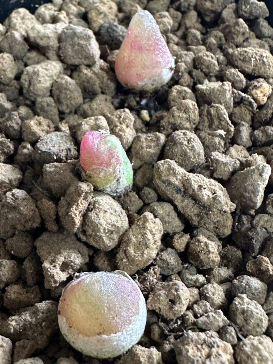 No.698 特選 コノフィツムハメリー Conophytum hammeri 高級品種 3株の画像4