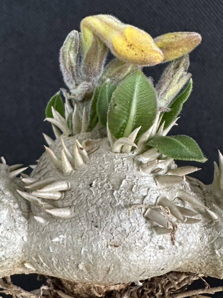 No.716 特選Pachypodium brevicaule パキポディウム  恵比寿笑い 実生株 コーデックス塊根植物 限定株の画像4