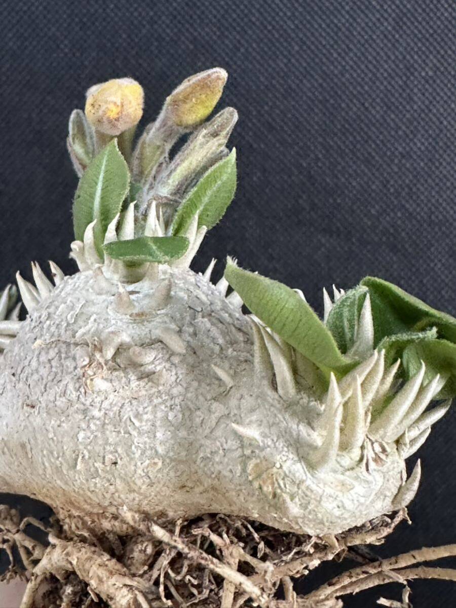 No.716 特選Pachypodium brevicaule パキポディウム  恵比寿笑い 実生株 コーデックス塊根植物 限定株の画像3