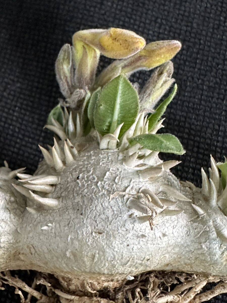 No.716 特選Pachypodium brevicaule パキポディウム  恵比寿笑い 実生株 コーデックス塊根植物 限定株の画像5