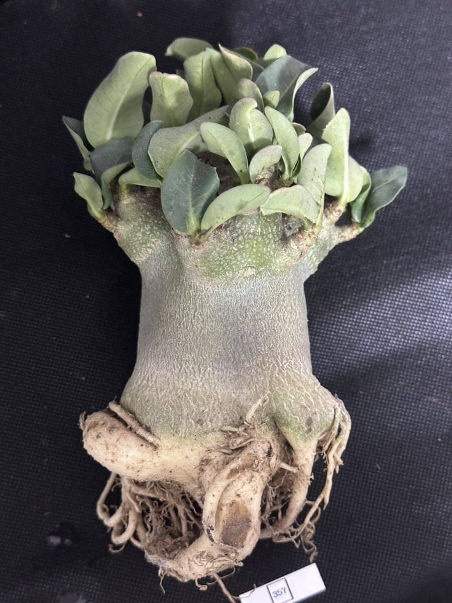 No.357 特選 アデニウム・オベスム Adenium obesum 特大株の画像8