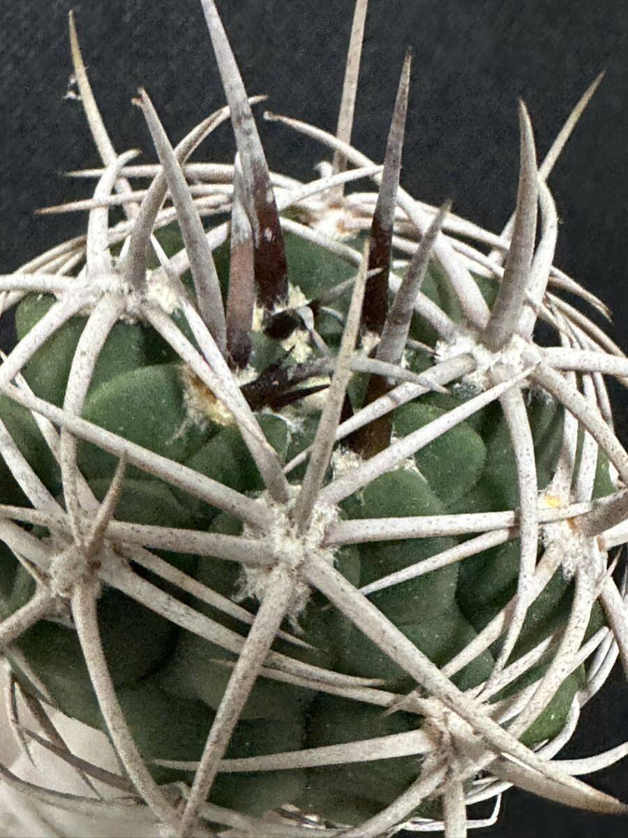 No.728 特選 Gymnocalycium hybopleurumBackeb選抜株 ギムノカリキウム フェロシオール 希少サボテン の画像3