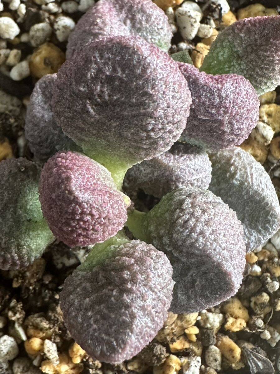 No.839 多肉植物　Adromischus アドロミスクス herrei hyb 'Peach'　_画像1