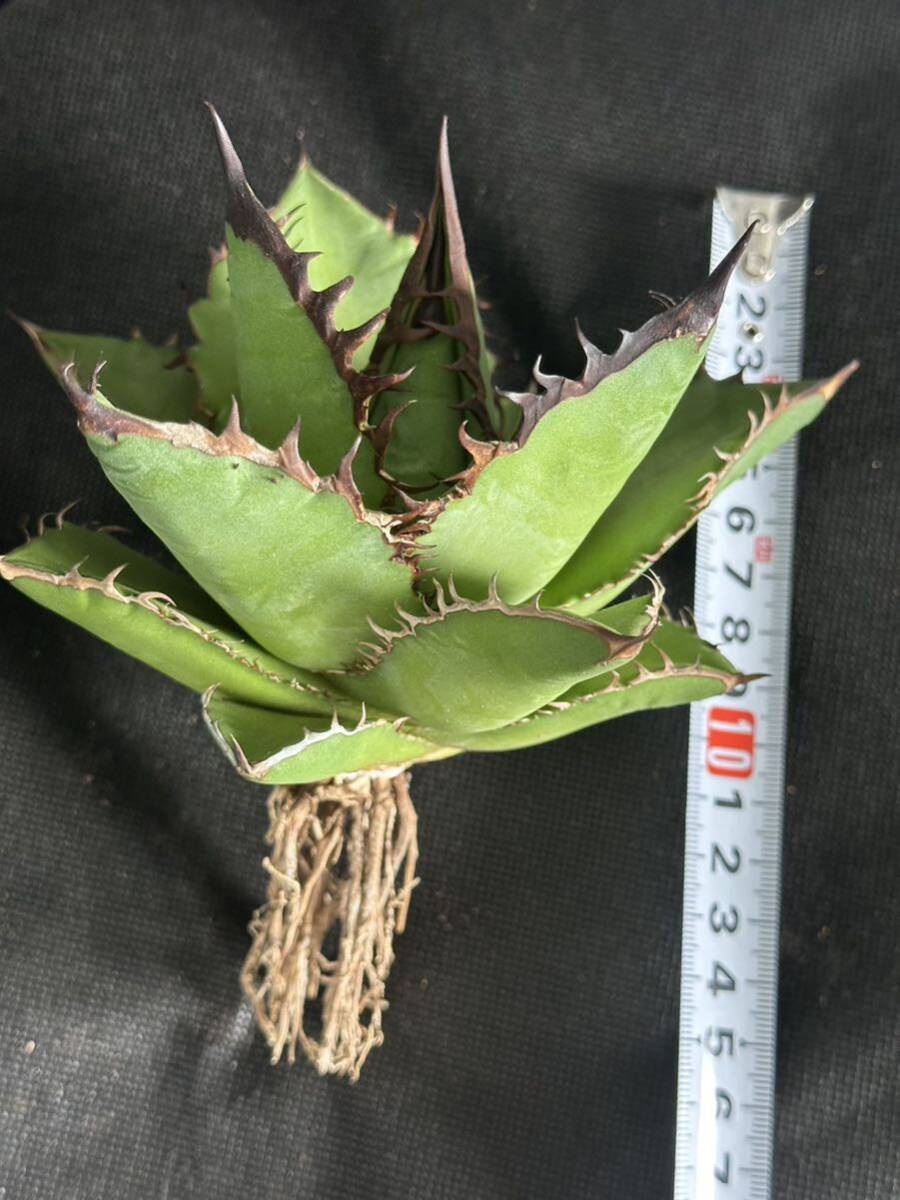 No.148 特選 多肉植物 アガベチタノタ Agave titanota 黒豹 極上大株 の画像10