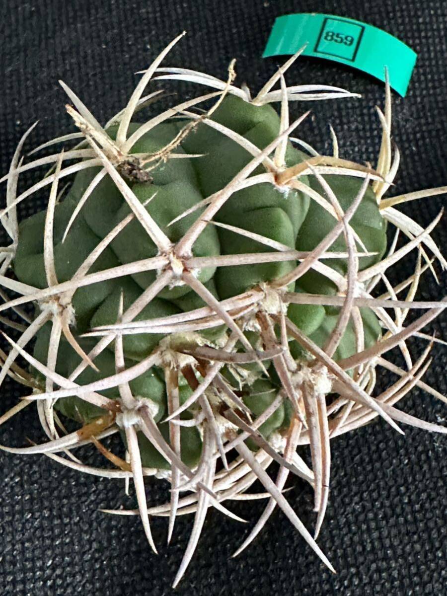 No.859 特選 Gymnocalycium hybopleurumBackeb選抜株 ギムノカリキウム フェロシオール 希少サボテン の画像4