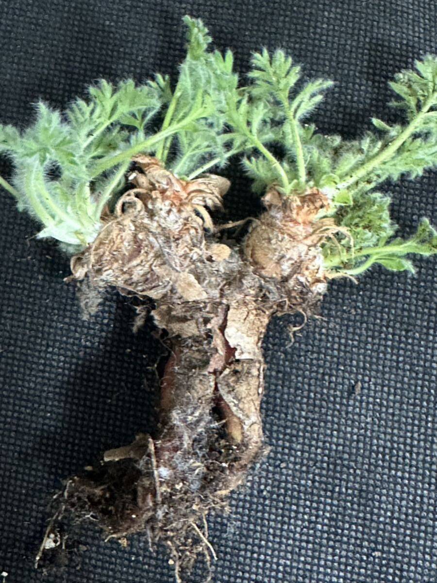 No.087 特選 多肉植物 ペラルゴニューム アペンディキュラーツム Pelargonium appendiculatu の画像7