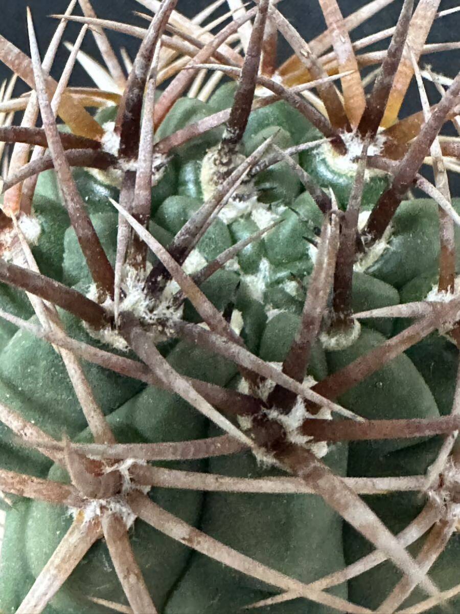 No.927 特選 Gymnocalycium hybopleurumBackeb選抜株 ギムノカリキウム フェロシオール 希少サボテン 限定特大株の画像5