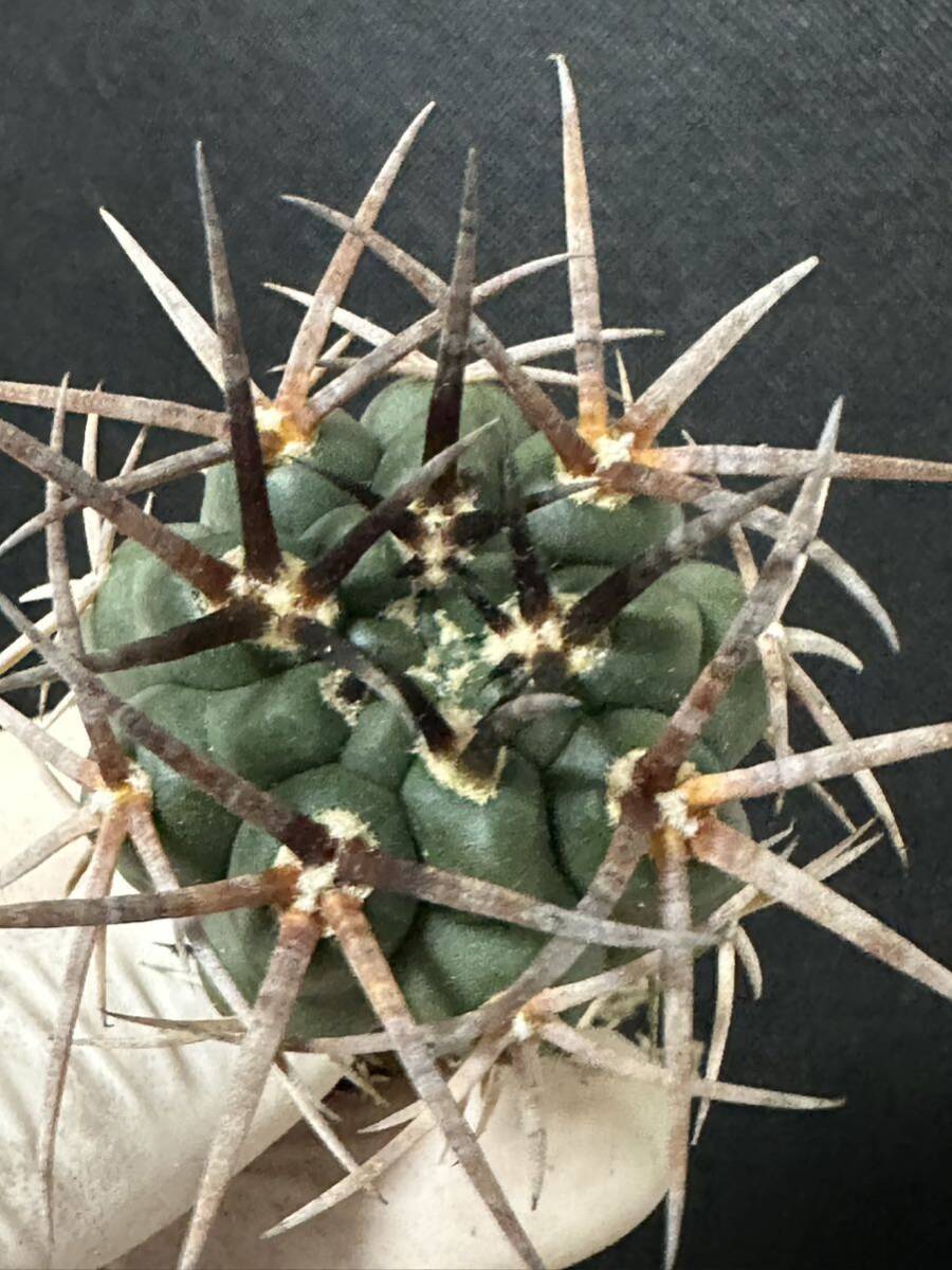 No.926 特選 Gymnocalycium hybopleurumBackeb選抜株 ギムノカリキウム フェロシオール 希少サボテン の画像7