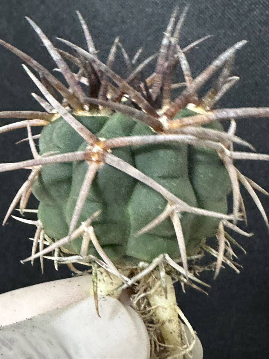 No.926 特選 Gymnocalycium hybopleurumBackeb選抜株 ギムノカリキウム フェロシオール 希少サボテン の画像8