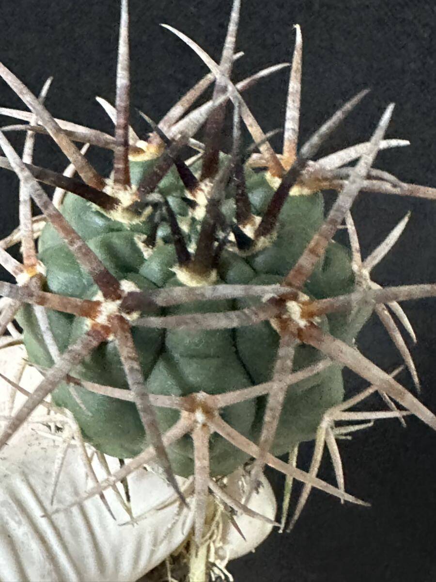 No.926 特選 Gymnocalycium hybopleurumBackeb選抜株 ギムノカリキウム フェロシオール 希少サボテン の画像3