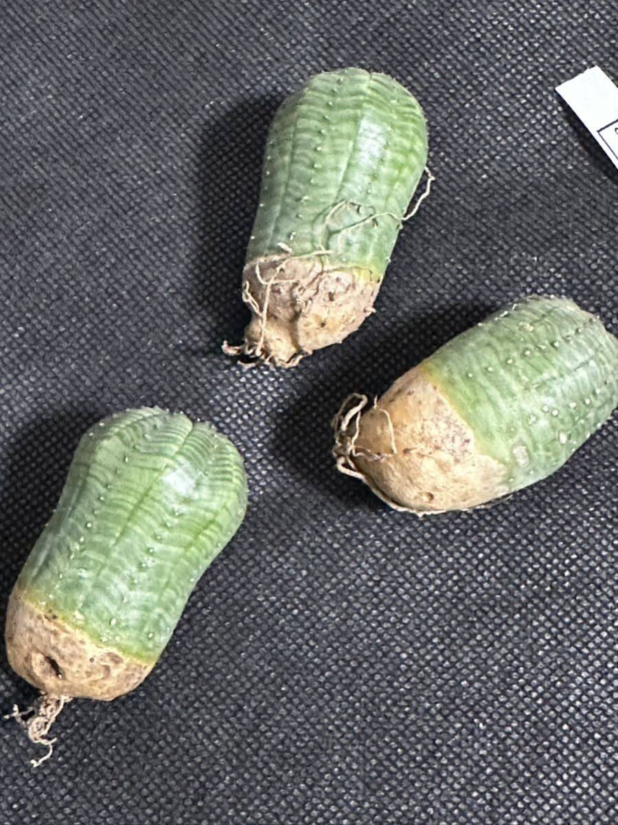 No.978 特選 ユーフォルビア オベサEuphorbia obesa 多肉植物 塊根植物 株激稀株 実生3株 新入荷_画像4