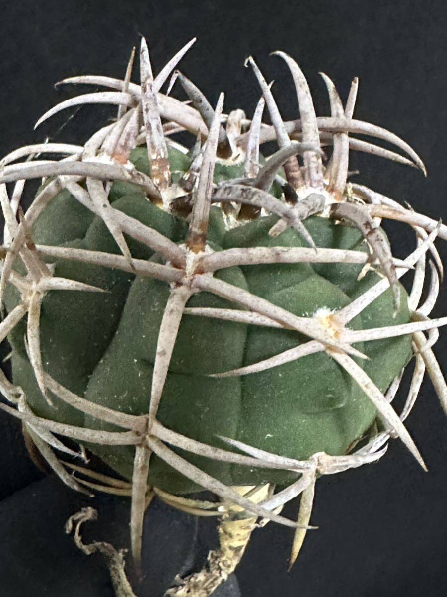 No.976 特選 Gymnocalycium hybopleurumBackeb選抜株 ギムノカリキウム フェロシオール 希少サボテン の画像3