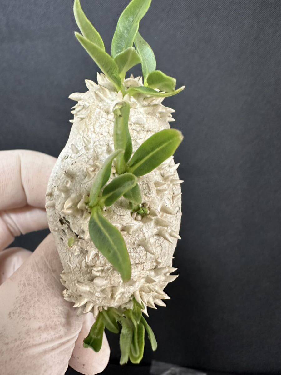 No.963 特選Pachypodium brevicaule パキポディウム  恵比寿笑い 実生株 コーデックス塊根植物 限定株の画像9