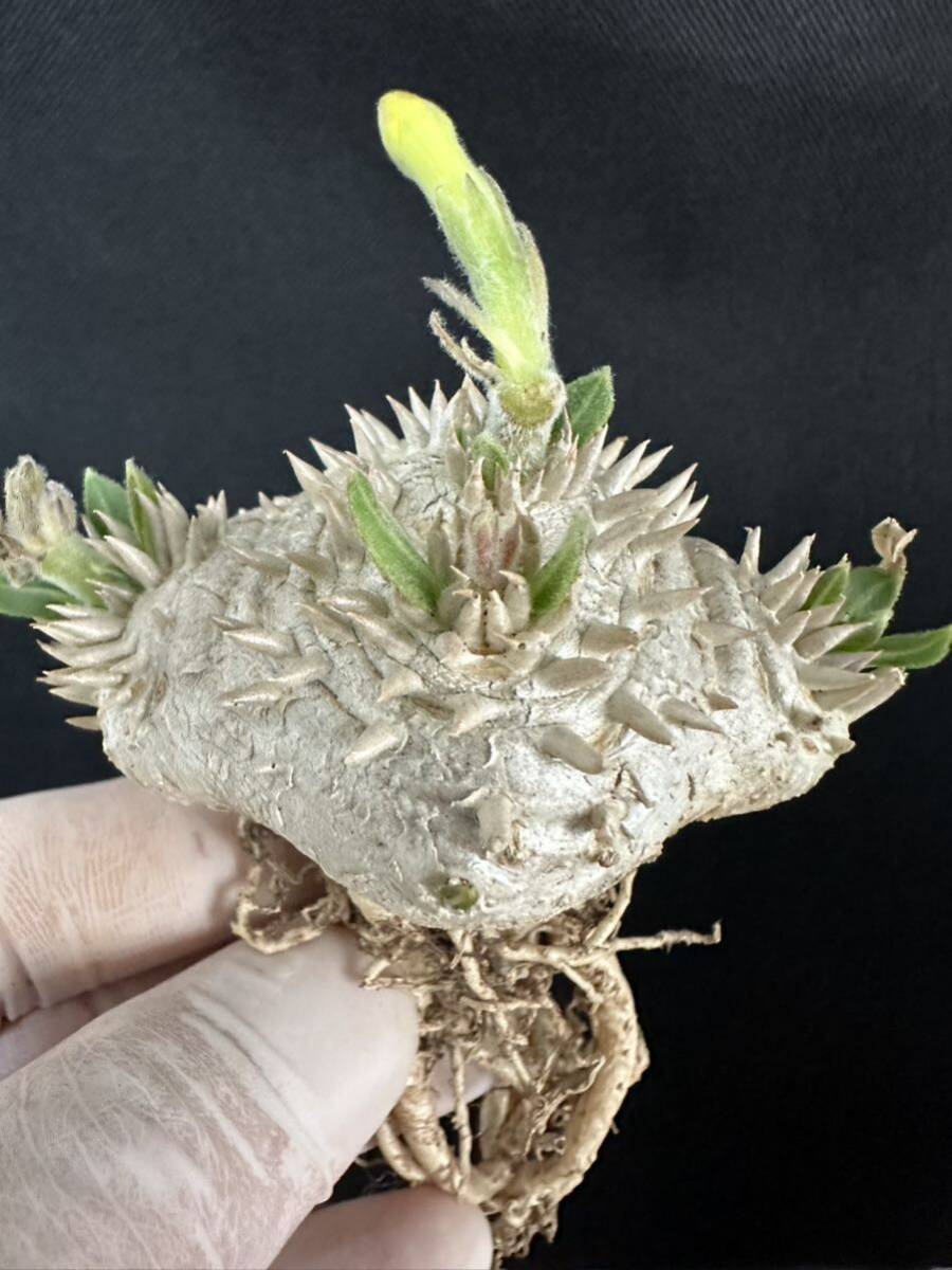 No.962 特選Pachypodium brevicaule パキポディウム  恵比寿笑い 実生株 コーデックス塊根植物 限定株の画像6