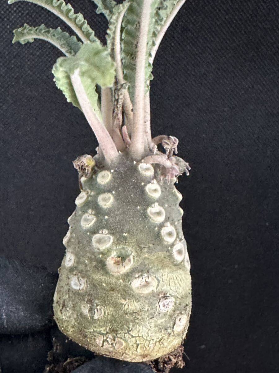 No.860 特選 ドルステニア ラブラニー/Dorstenia lavrani 塊根植物の画像2