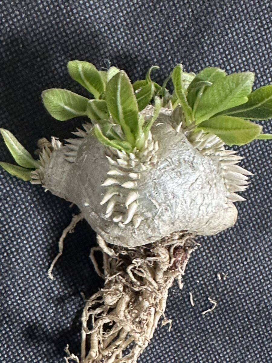 No.024 特選Pachypodium brevicaule パキポディウム  恵比寿笑い 実生株 コーデックス塊根植物 限定株の画像2