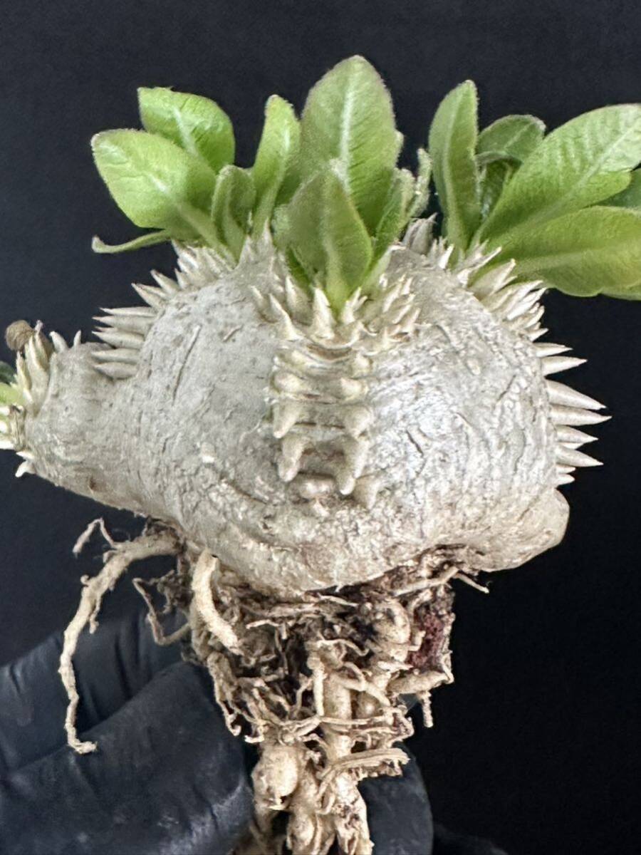 No.024 特選Pachypodium brevicaule パキポディウム  恵比寿笑い 実生株 コーデックス塊根植物 限定株の画像8
