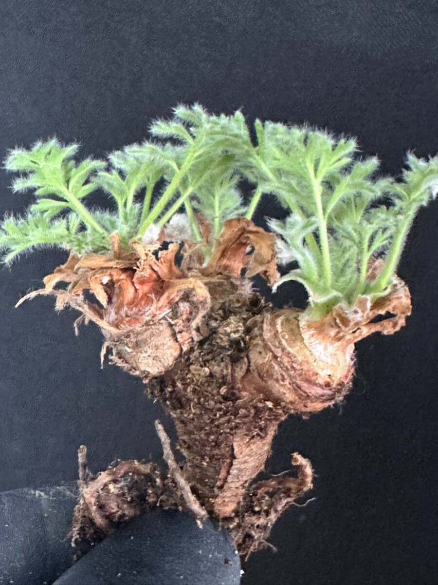 No.020 特選 多肉植物　ペラルゴニューム　アペンディキュラーツム Pelargonium appendiculatu_画像2