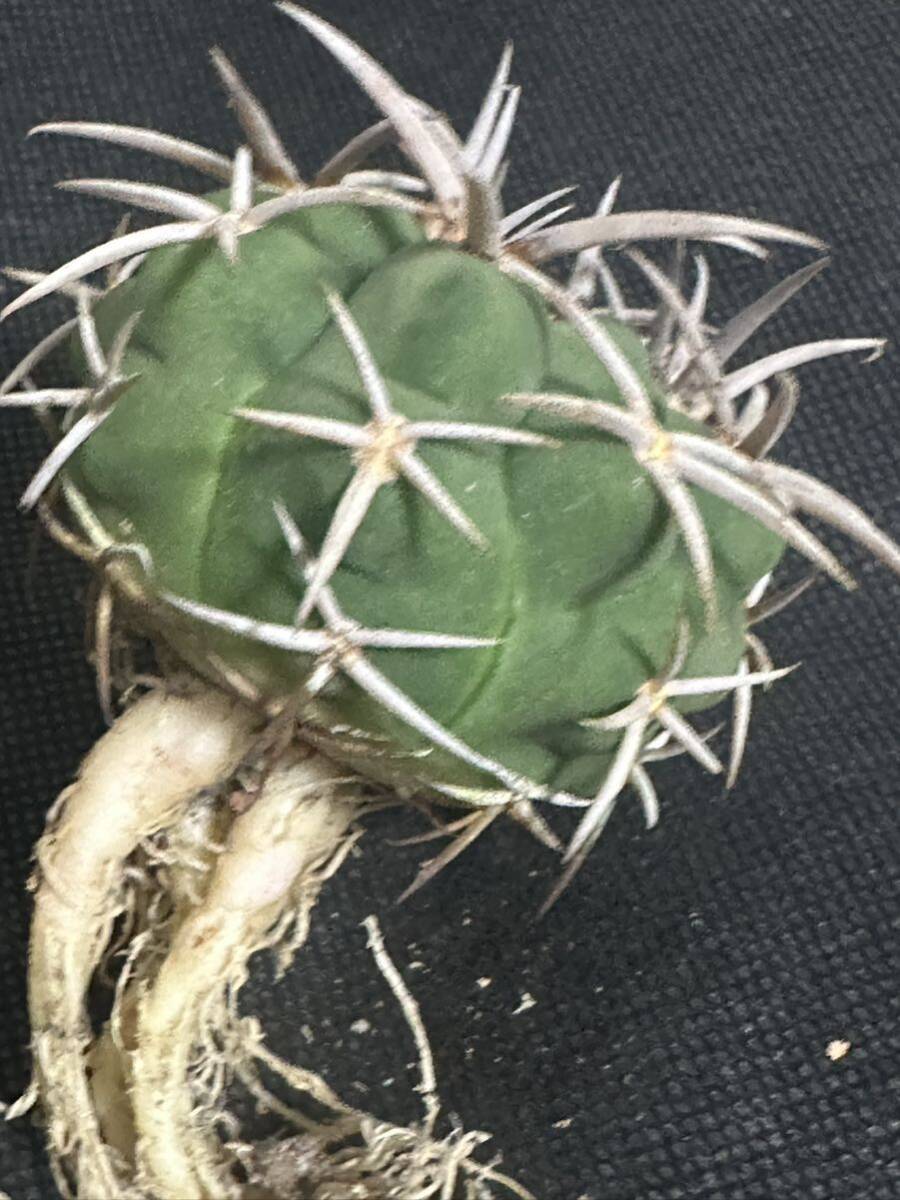 No.973 特選 Gymnocalycium hybopleurumBackeb選抜株 ギムノカリキウム フェロシオール 希少サボテン 限定株の画像7