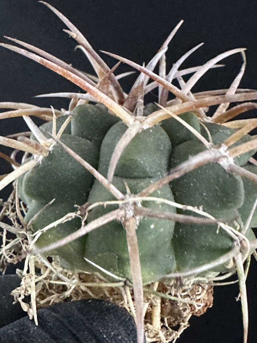 No.082 特選 Gymnocalycium hybopleurumBackeb選抜株 ギムノカリキウム フェロシオール 希少サボテン 限定株_画像2