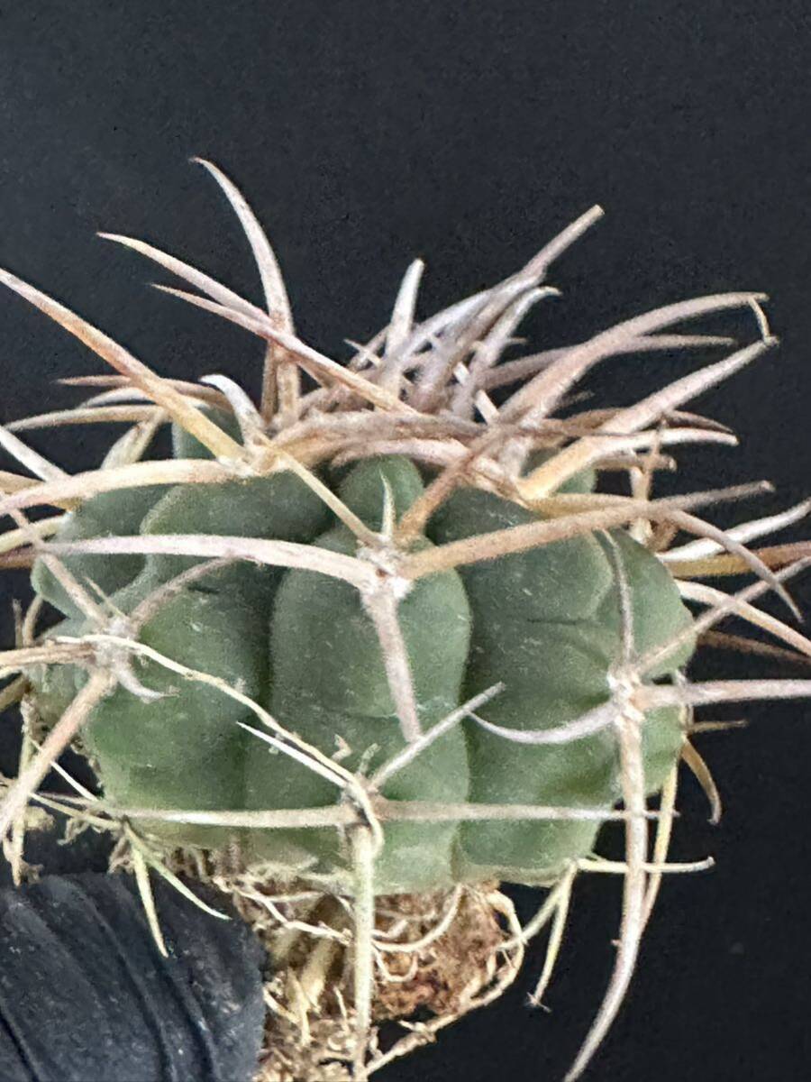 No.082 特選 Gymnocalycium hybopleurumBackeb選抜株 ギムノカリキウム フェロシオール 希少サボテン 限定株の画像3