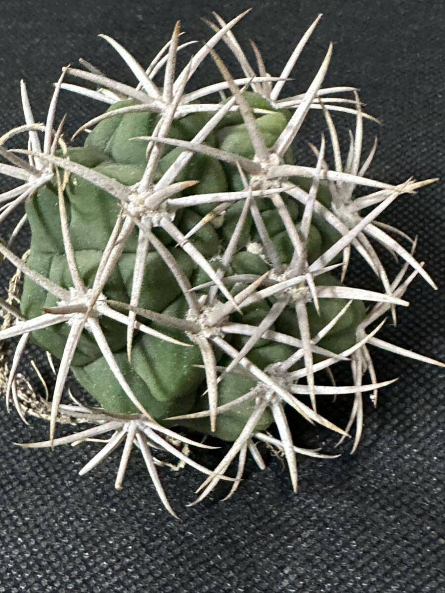 No.081 特選 Gymnocalycium hybopleurumBackeb選抜株 ギムノカリキウム フェロシオール 希少サボテン 限定株の画像2