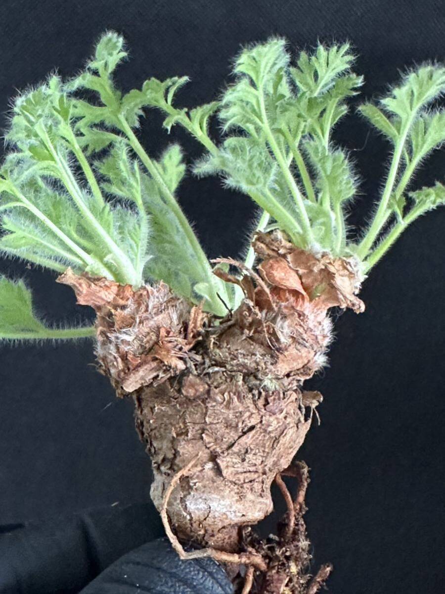 No.055 特選 多肉植物 ペラルゴニューム アペンディキュラーツム Pelargonium appendiculatu の画像2