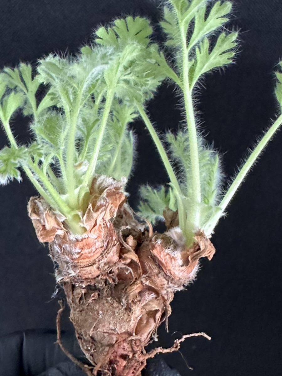 No.055 特選 多肉植物 ペラルゴニューム アペンディキュラーツム Pelargonium appendiculatu の画像3