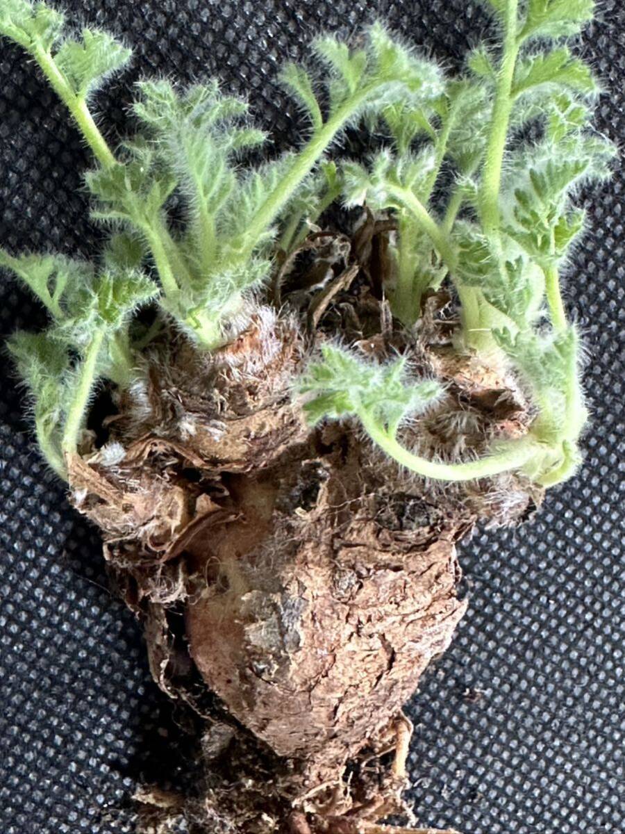 No.056 特選 多肉植物 ペラルゴニューム アペンディキュラーツム Pelargonium appendiculatu の画像4