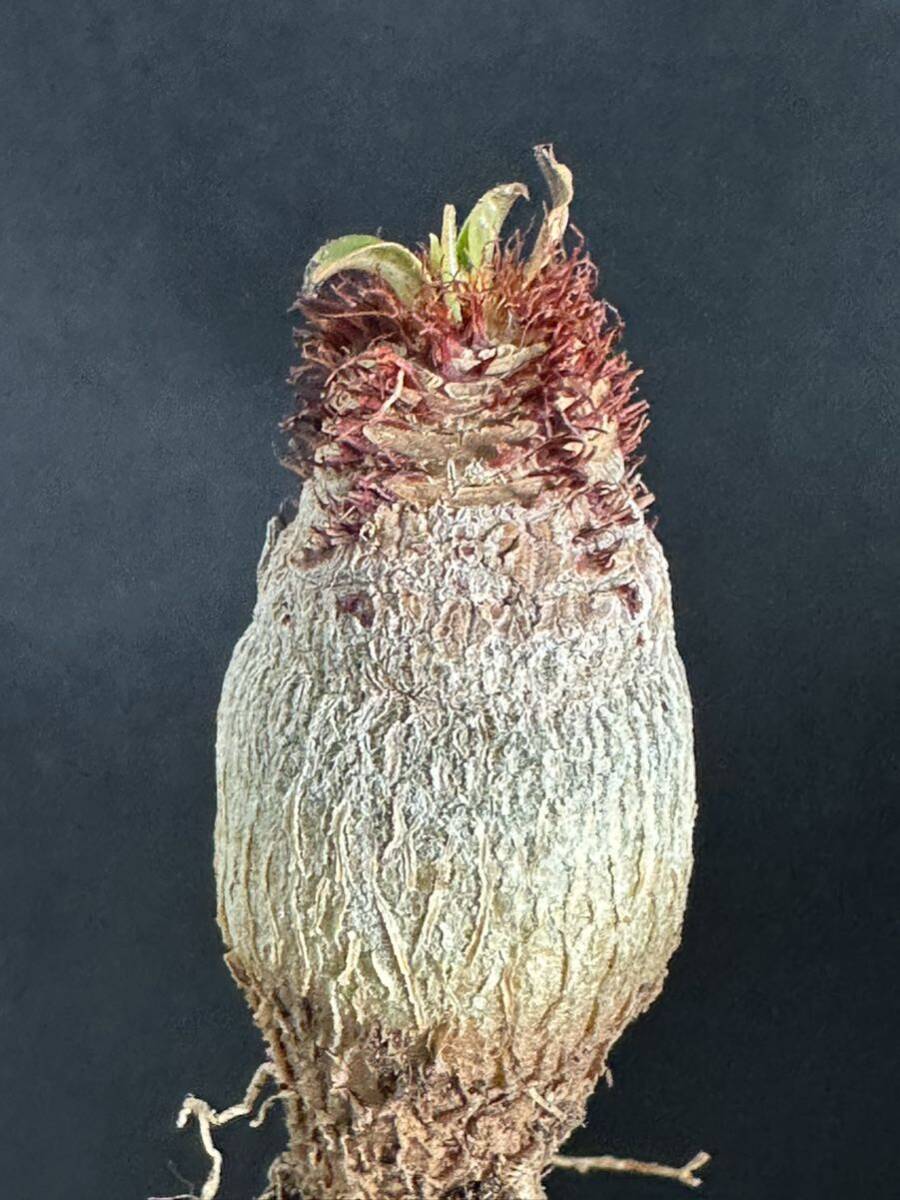 No.054 特選 ユーフォルビア・ラメナ (Euphorbia ramena)実生株 限定株の画像5