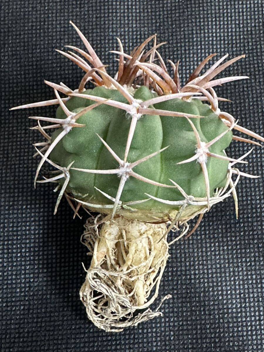 No.111 特選 Gymnocalycium hybopleurumBackeb選抜株 ギムノカリキウム フェロシオール 希少サボテン 限定株の画像10