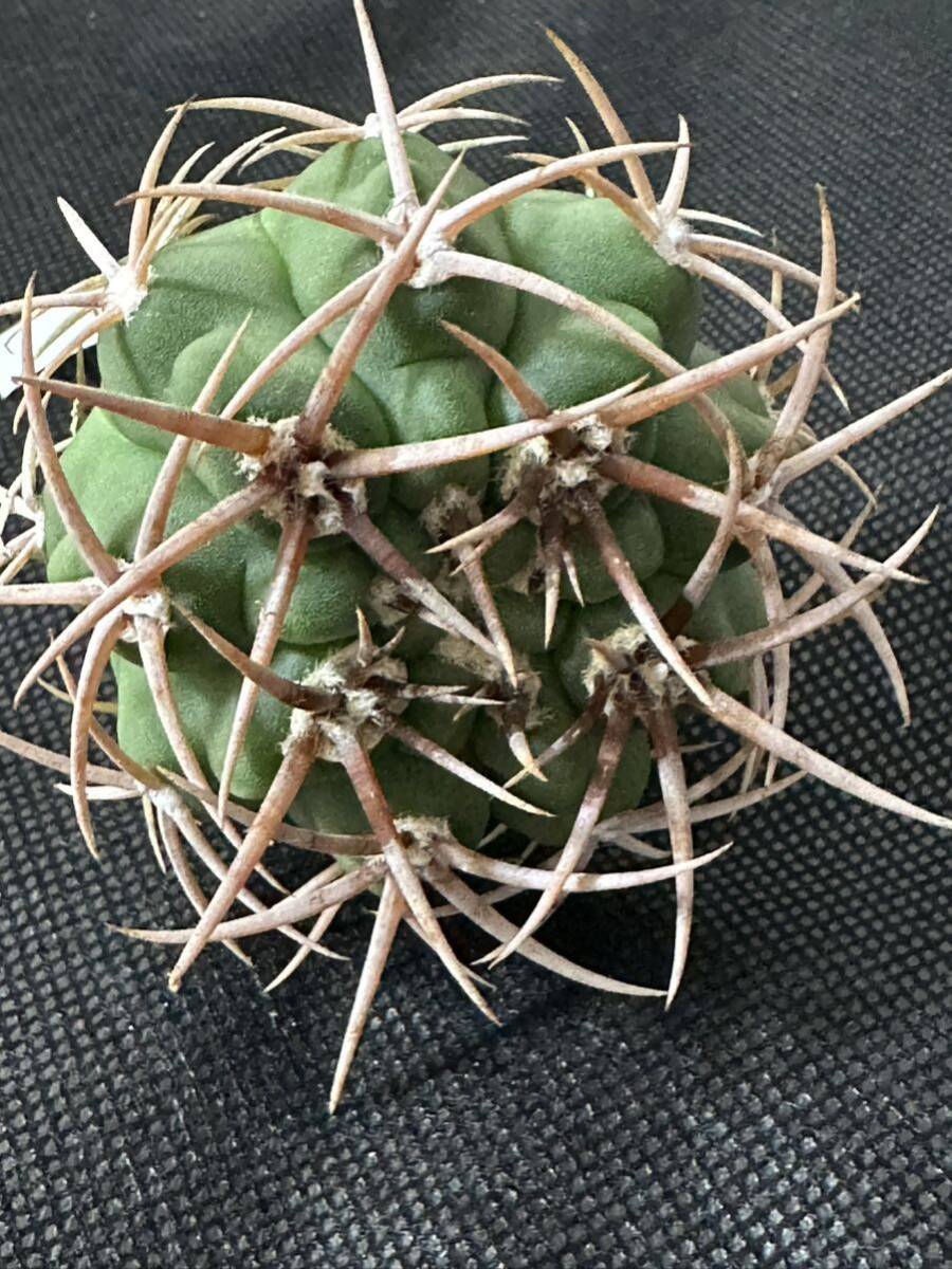 No.111 特選 Gymnocalycium hybopleurumBackeb選抜株 ギムノカリキウム フェロシオール 希少サボテン 限定株の画像2