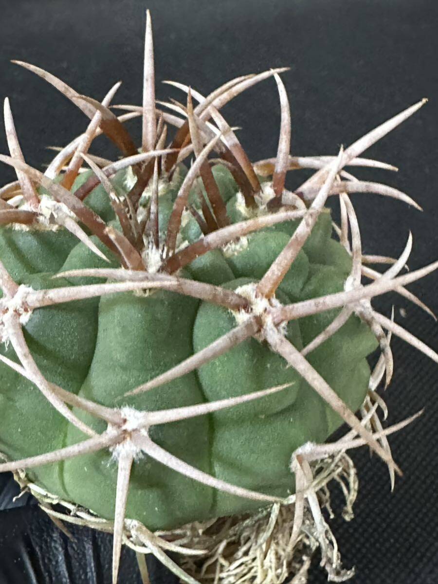 No.111 特選 Gymnocalycium hybopleurumBackeb選抜株 ギムノカリキウム フェロシオール 希少サボテン 限定株の画像3