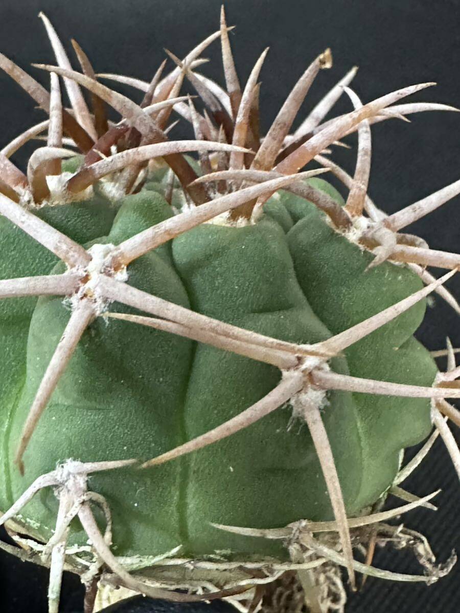 No.111 特選 Gymnocalycium hybopleurumBackeb選抜株 ギムノカリキウム フェロシオール 希少サボテン 限定株の画像6