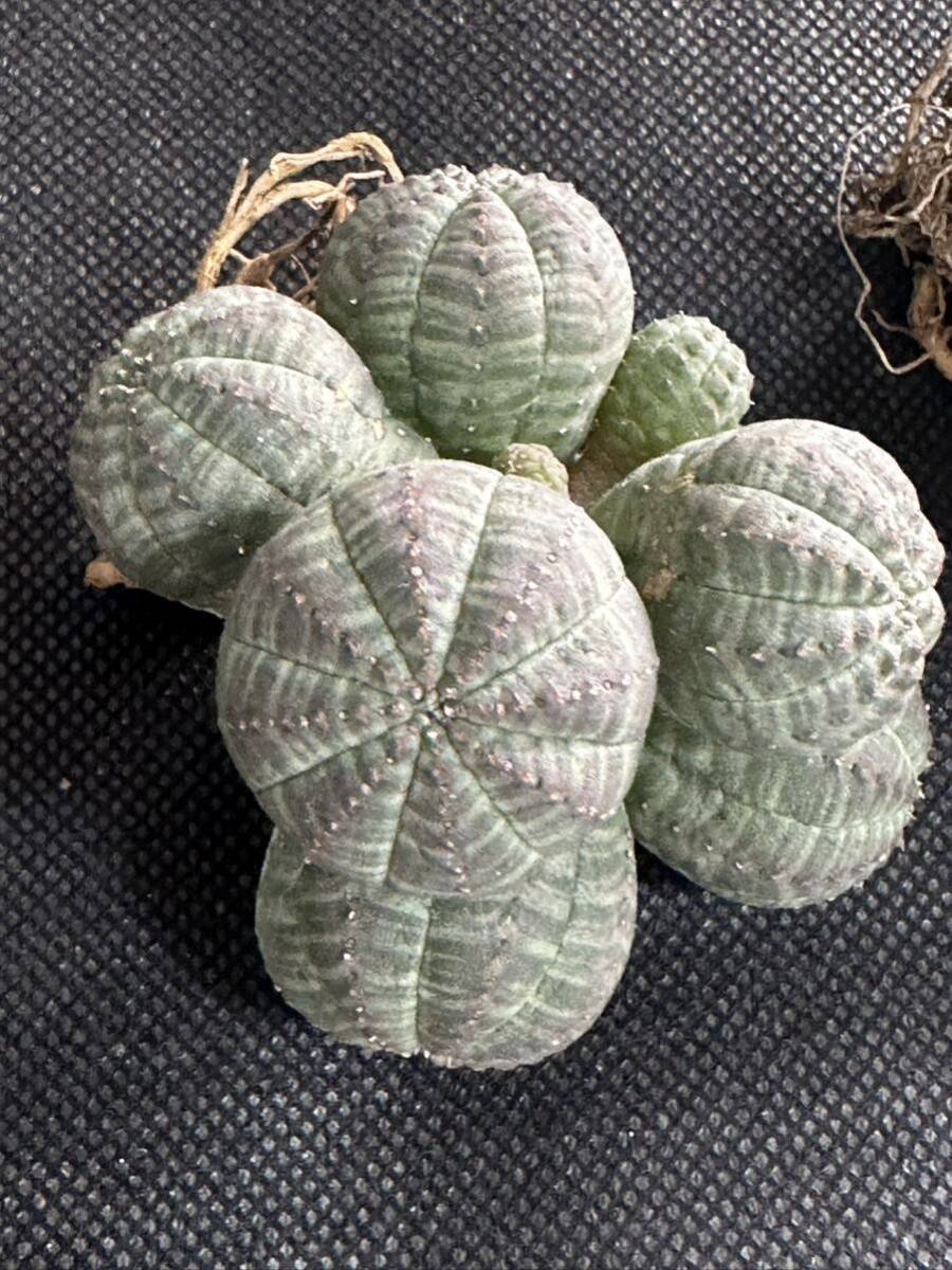 No.042 多肉植物 塊根植物 Euphorbia obesa ユーフォルビア オベサ 群生株 2株の画像2