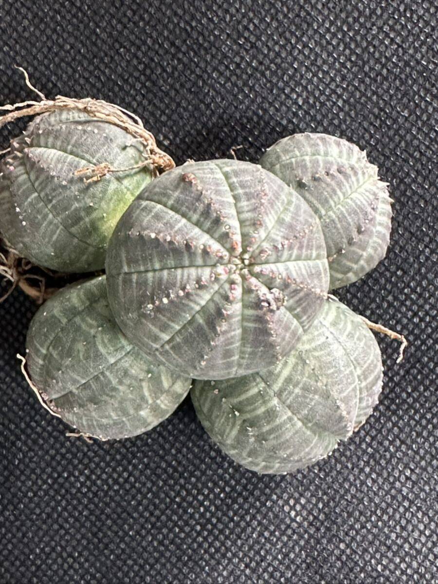 No.042 多肉植物 塊根植物 Euphorbia obesa ユーフォルビア オベサ 群生株 2株の画像5