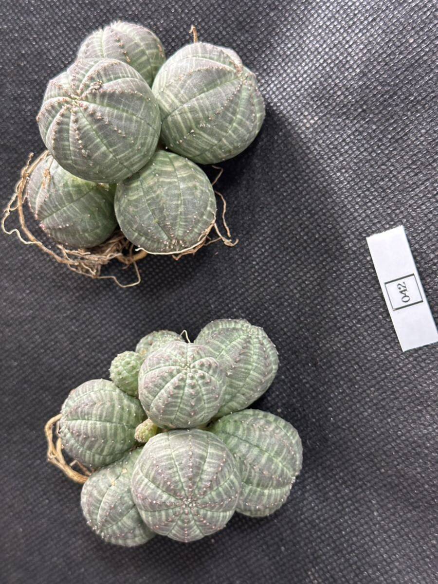 No.042 多肉植物 塊根植物 Euphorbia obesa ユーフォルビア オベサ 群生株 2株の画像1