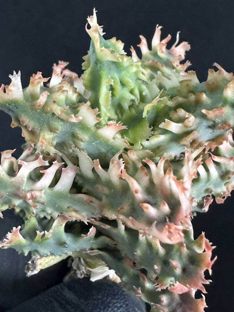 No.115 特選 アロエ ハイブリッド 実生 多肉植物 Aloe hybrid 限定株の画像4