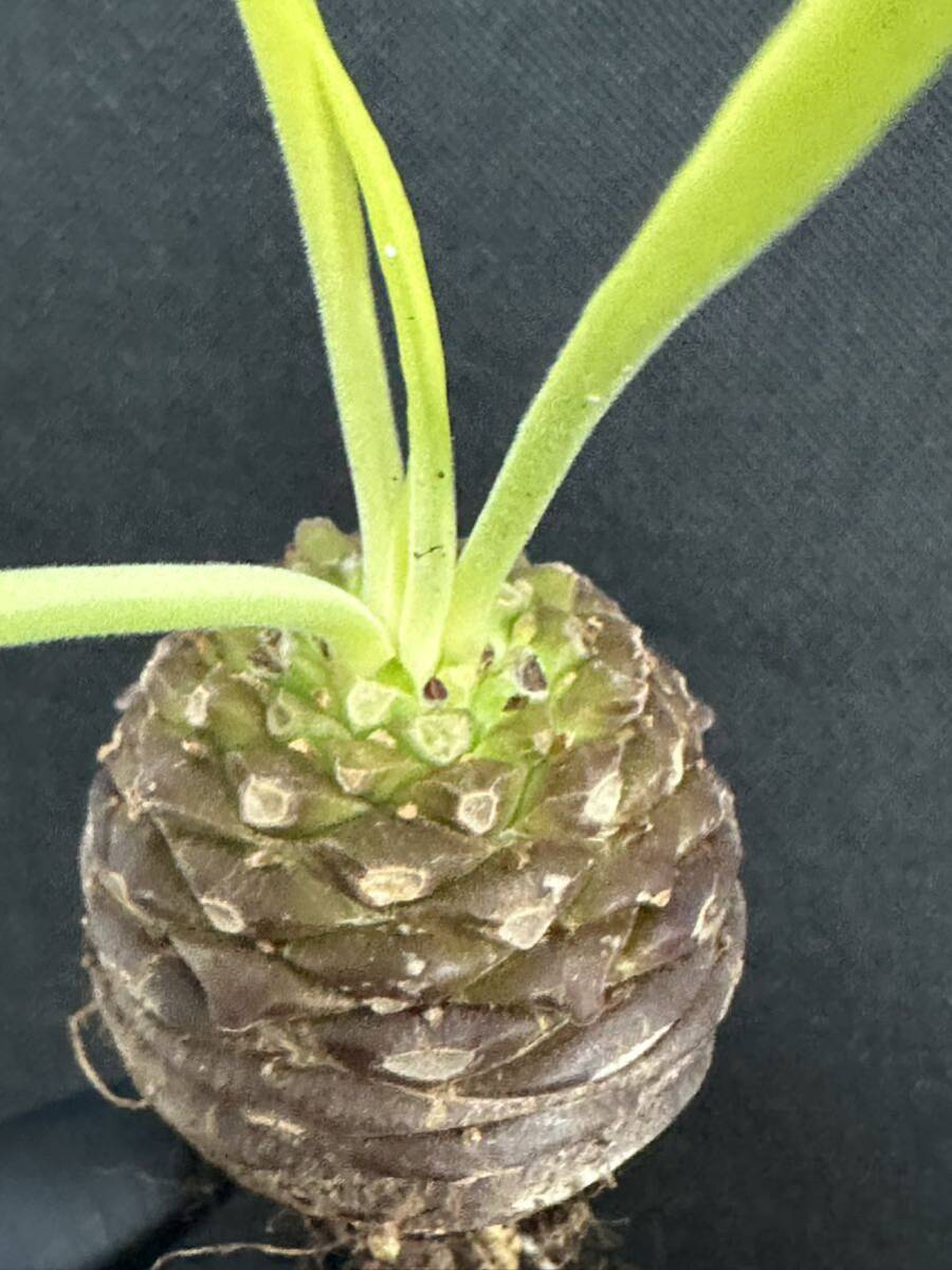 No.004 特選 ユーフォルビア 鉄甲丸 オベ鉄 夏型多肉植物 特大サイズ 厳選株の画像1