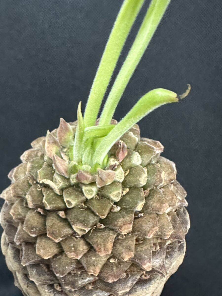 No.003 特選 ユーフォルビア 鉄甲丸 オベ鉄 夏型多肉植物 特大サイズ 厳選特大株の画像4