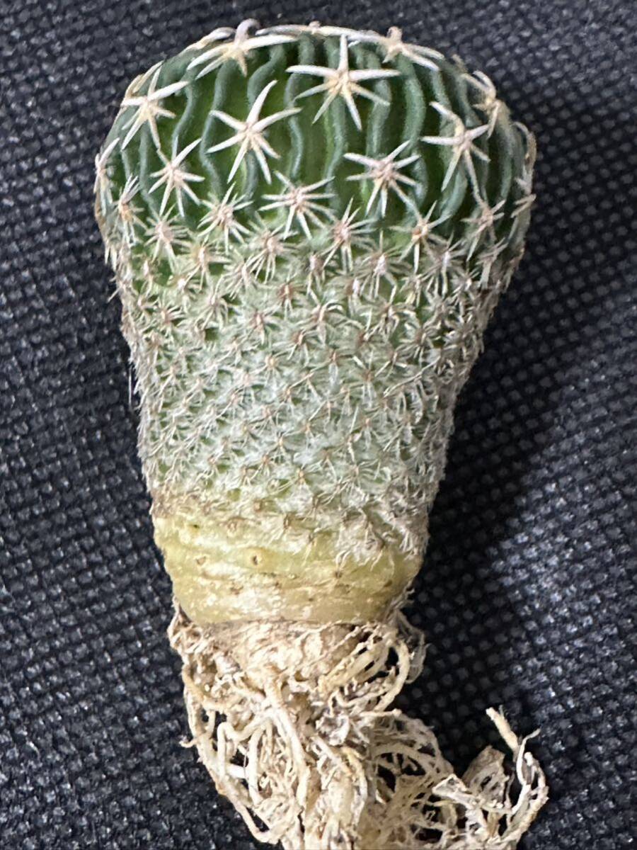 No.156 特選 サボテン Echinofossulocactus phyllacanthus エキノフォスロカクタス 白玉 限定特大株の画像6