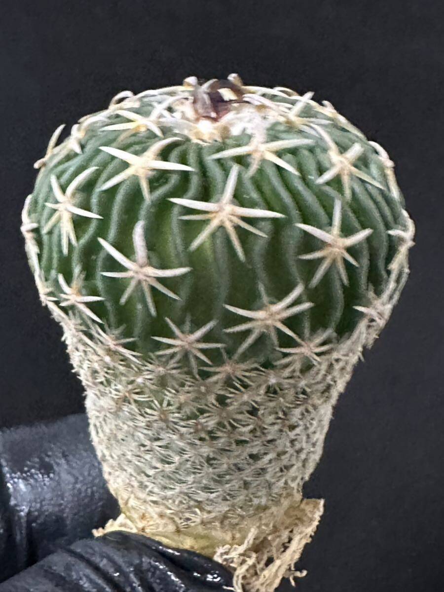 No.156 特選 サボテン Echinofossulocactus phyllacanthus エキノフォスロカクタス 白玉 限定特大株の画像3