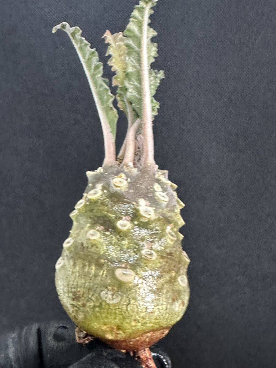 No.856 特選 ドルステニア ラブラニー/Dorstenia lavrani 塊根植物の画像2