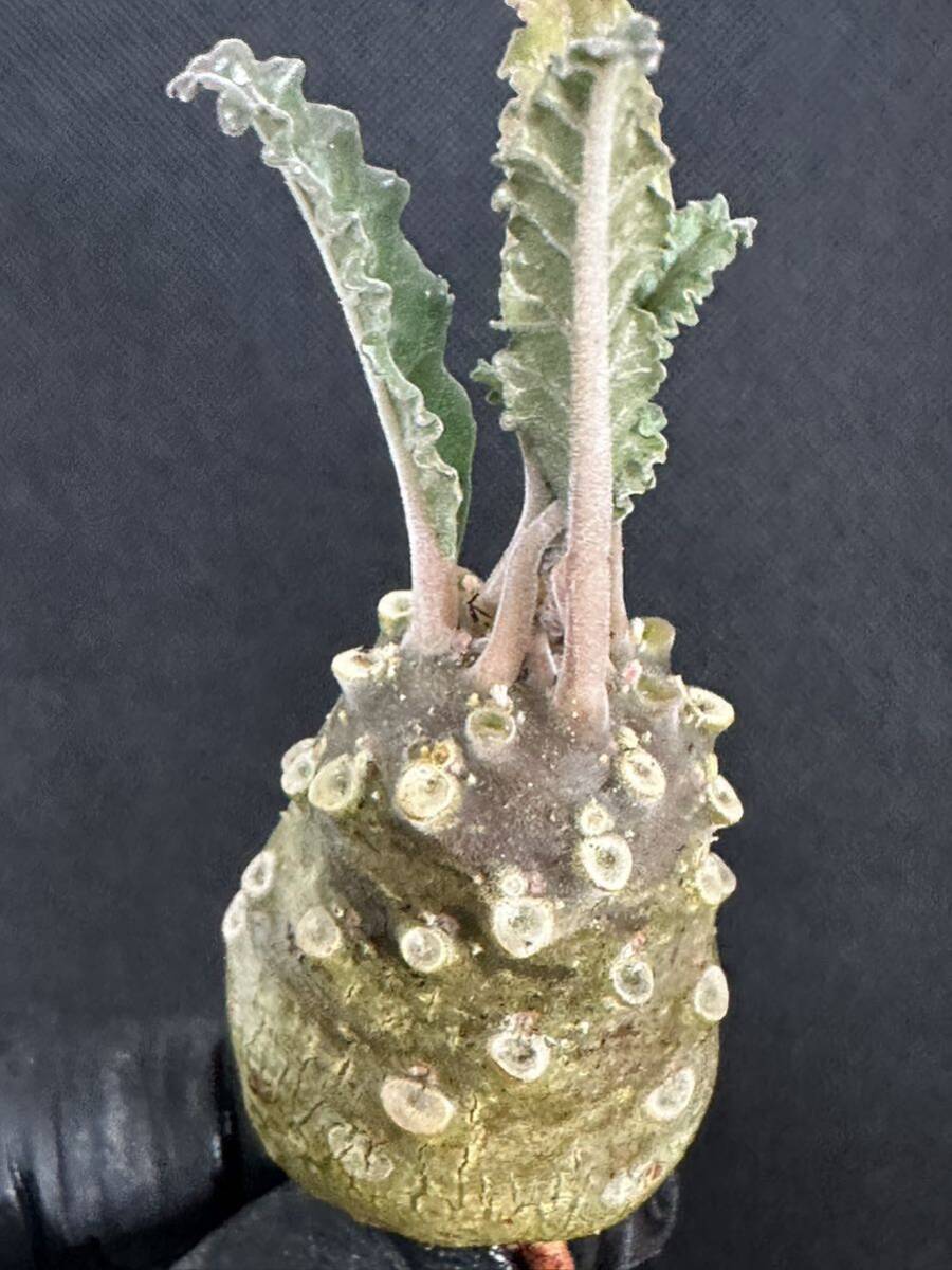 No.856 特選 ドルステニア ラブラニー/Dorstenia lavrani 塊根植物の画像7