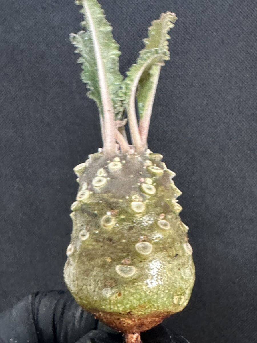 No.856 特選 ドルステニア ラブラニー/Dorstenia lavrani 塊根植物の画像5