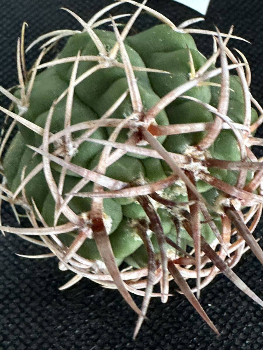 No.106 特選 Gymnocalycium hybopleurumBackeb選抜株 ギムノカリキウム フェロシオール 希少サボテン 限定株の画像8