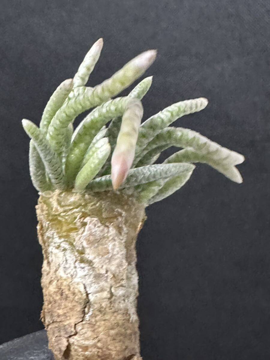 No.189 特選 Avonia　アボニア quinaria ssp. alstonii うつぼ錦 赤花　多肉植物　_画像7